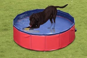 Las mejores piscinas para perros
